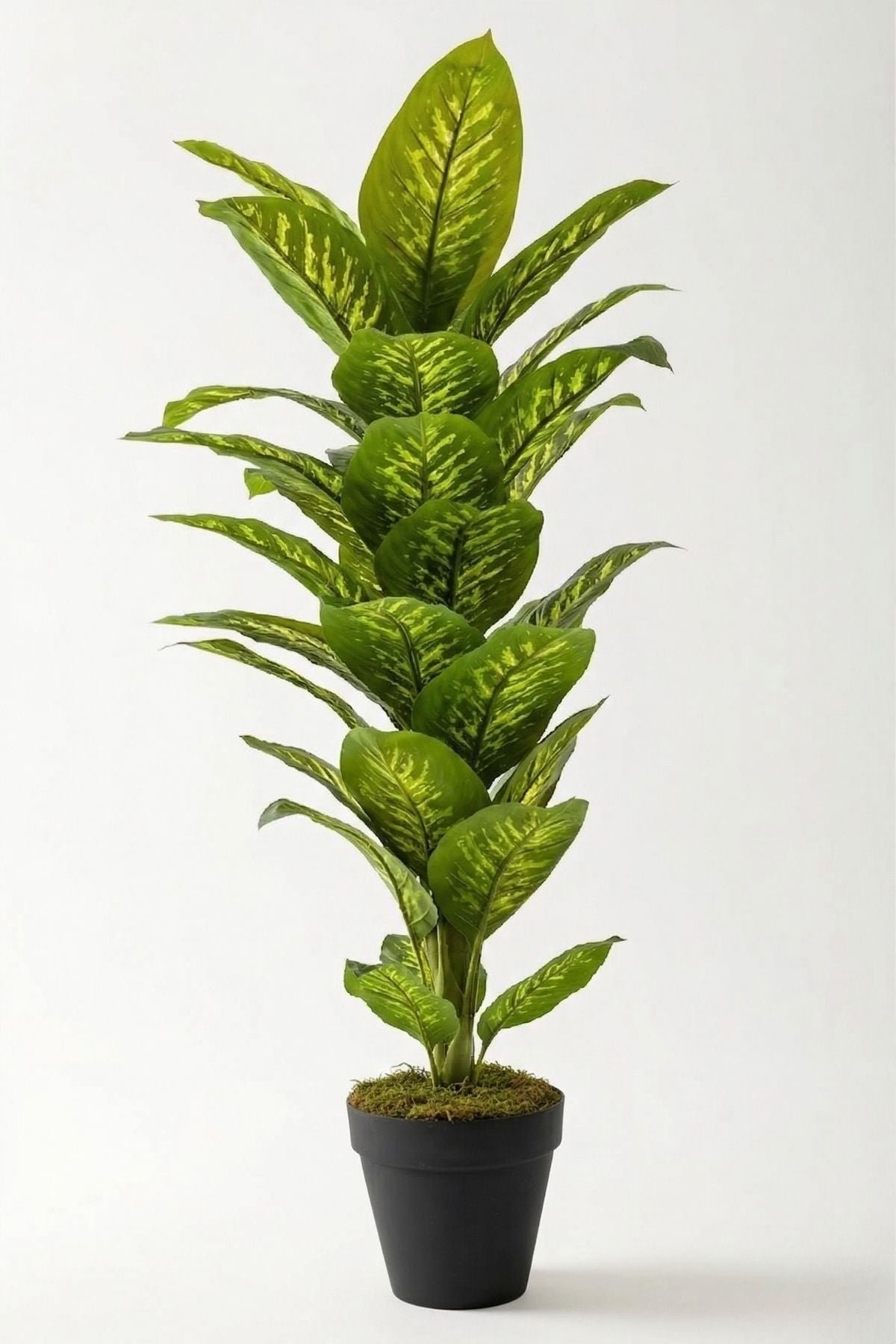 Dikey Dekor - 2 d8d5eef7 f1c2 4731 b879 7f281f40f30e Toptan Yapay Difenbahya Ağacı 160 Cm-Siyah / 160 CM - Görsel 2