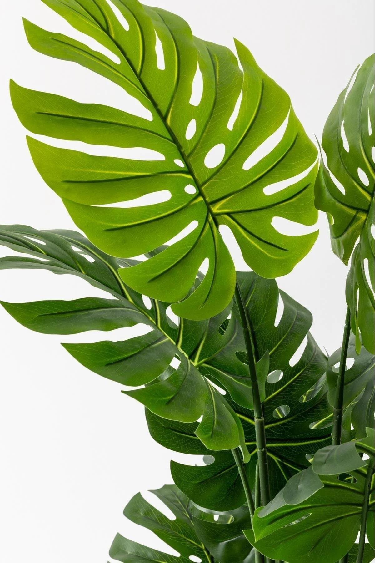 Dikey Dekor - yapay deve tabani monstera agaci 7965 Toptan Yapay Deve Tabanı(Monstera) Ağacı-Krem / 100 CM - Görsel 3