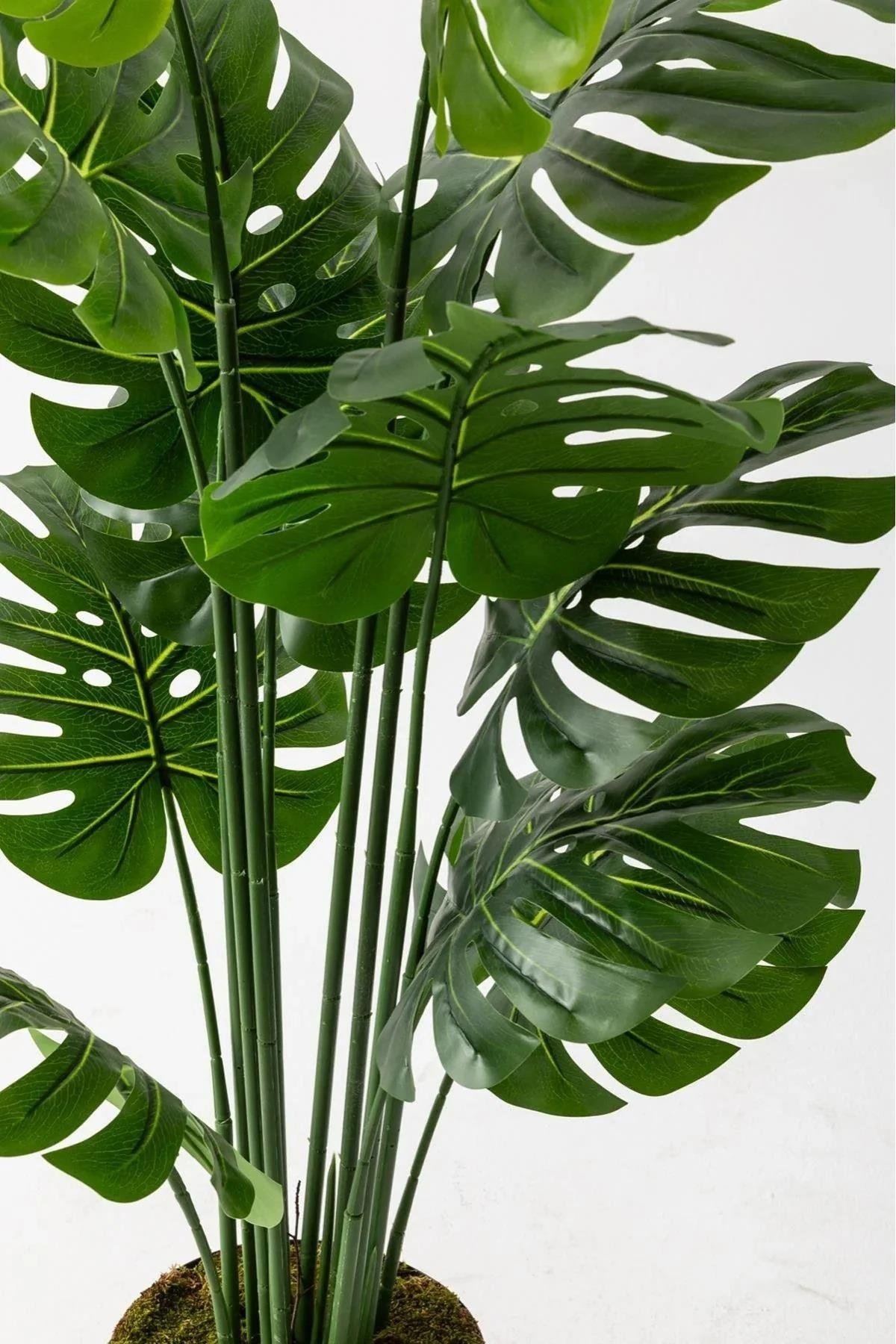 Dikey Dekor - yapay deve tabani monstera agaci 7966 Toptan Yapay Deve Tabanı(Monstera) Ağacı-Krem / 100 CM - Görsel 4