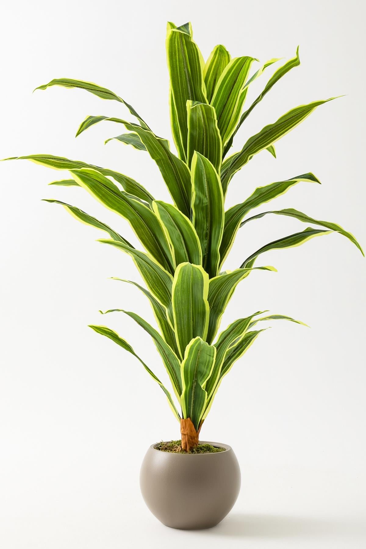Dikey Dekor - yapay dracaena fragrans agaci 100 cm kahverengi kure saksi 5305 70dbd9ed db39 4302 a563 c1b6ff9f5fed Toptan Yapay Dracena-Beyaz / 100 CM - Görsel 4