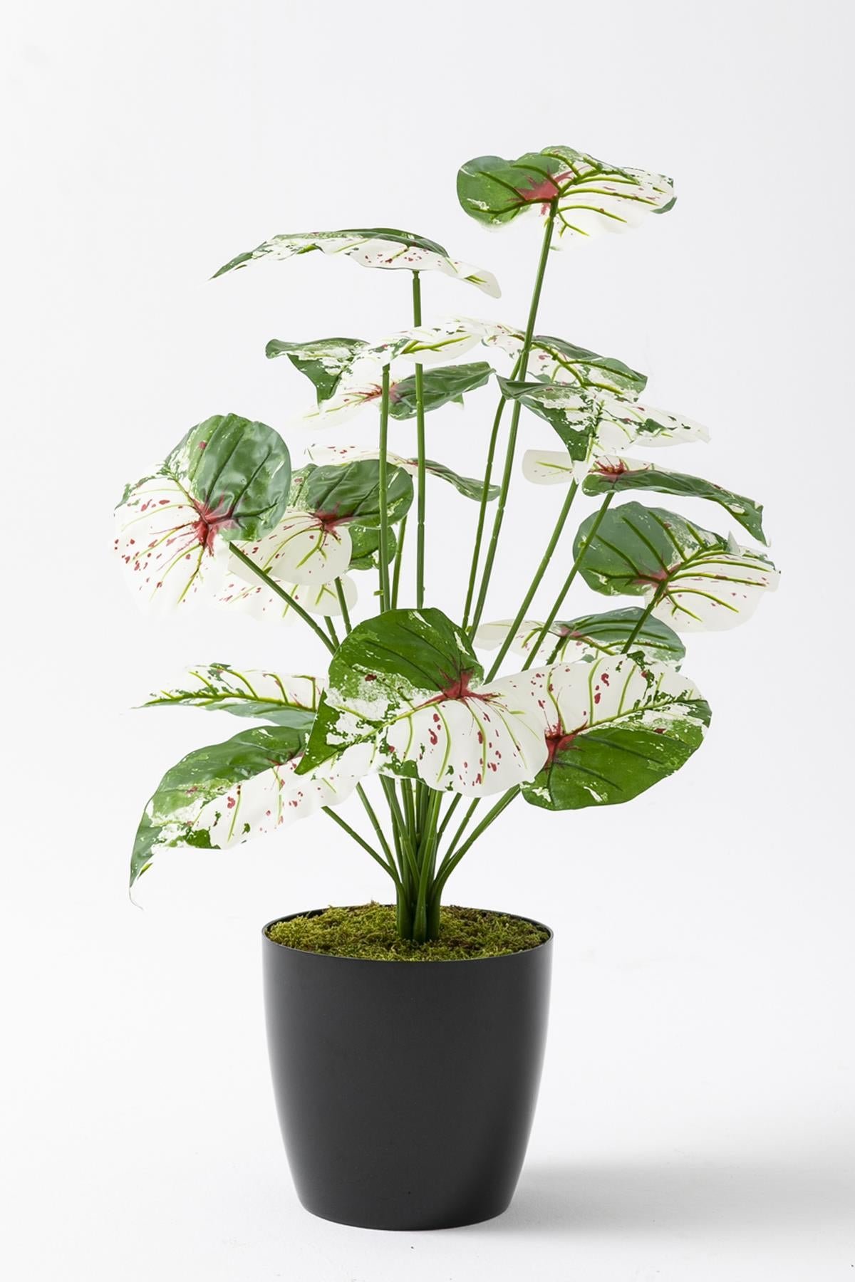 Dikey Dekor - yapay salon kose cicegi devetabani yesil pembe 65 cm 4954 Toptan Yapay Salon Köşe Çiçeği Devetabanı Yeşil Pembe 65 Cm - Görsel 3