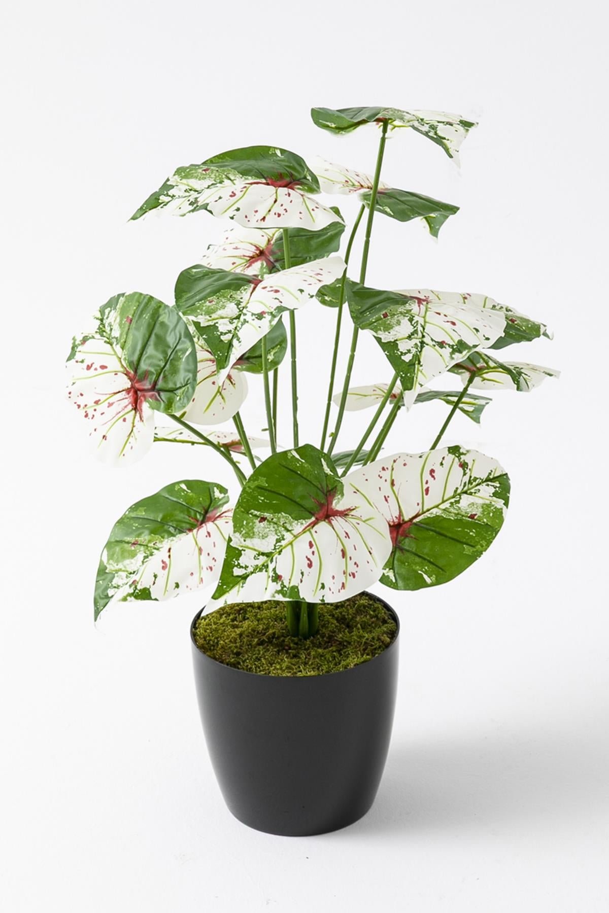 Dikey Dekor - yapay salon kose cicegi devetabani yesil pembe 65 cm 4955 Toptan Yapay Salon Köşe Çiçeği Devetabanı Yeşil Pembe 65 Cm - Görsel 4