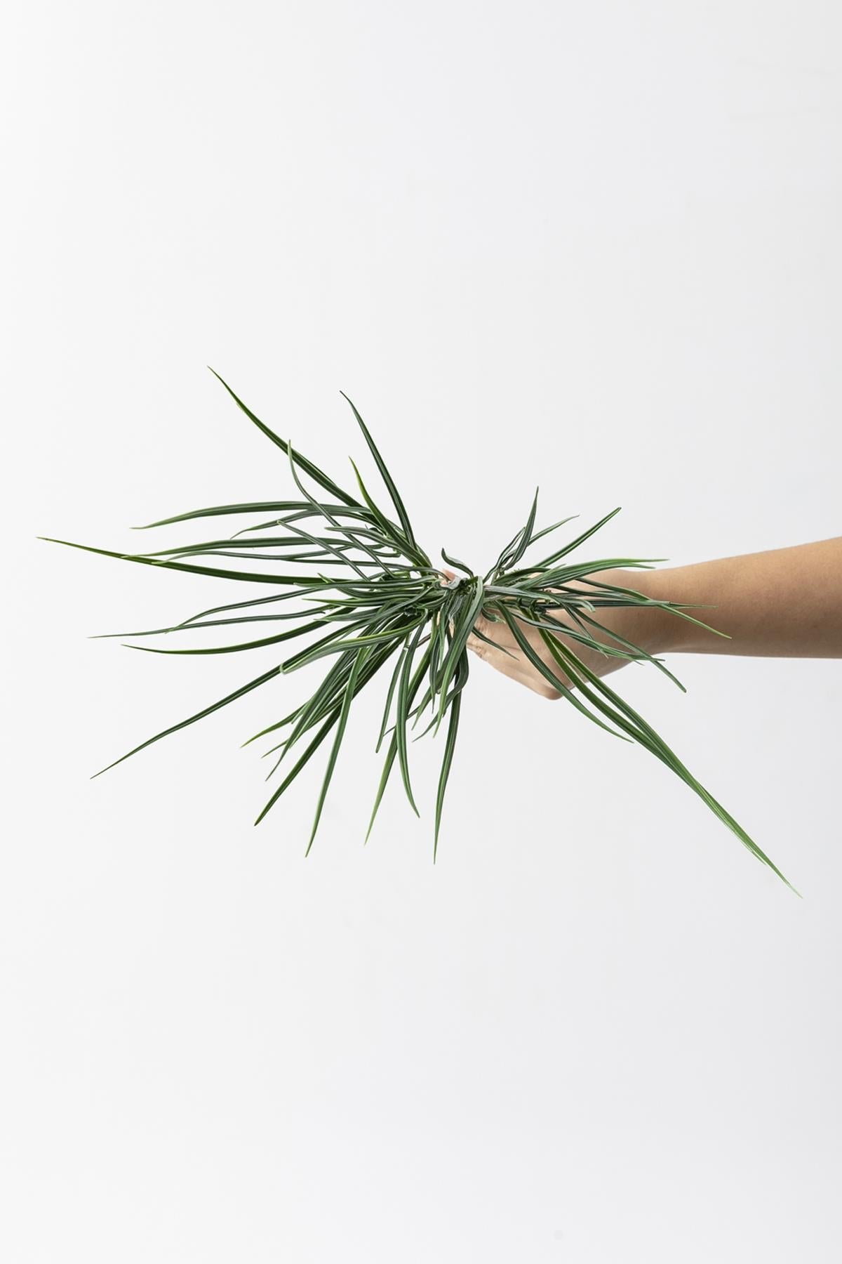 Dikey Dekor - yapay saz demeti acik yesil 50 cm 7 dal uv 4176 Toptan Yapay Saz Demeti Açık Yeşil 50 Cm 7 Dal (Uv) - Görsel 4